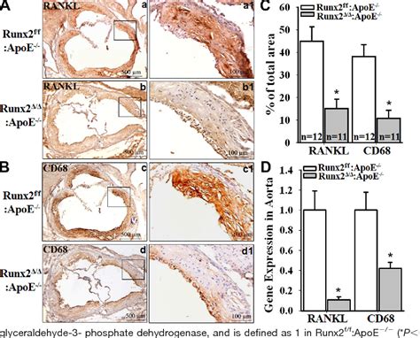 Figure 3 From Smooth Muscle CellSpecific Runx2 Deficiency Inhibits