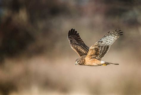 Hawk in Flight ~ San Juan Update