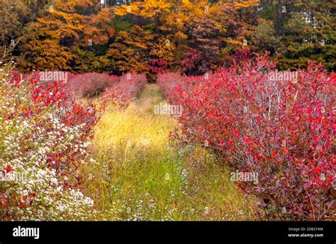 Michigan Blueberry Farm In Michigan Usa Turns Very Colorful In The Fall