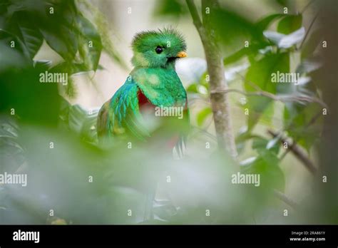 Portrait Of A Cloud Forest Dwelling Resplendent Quetzal Pharomachrus