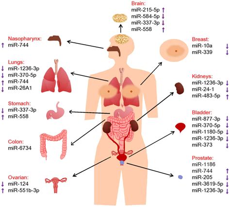 Nuclear MiRNAs As Transcriptional Regulators In Processes Related To