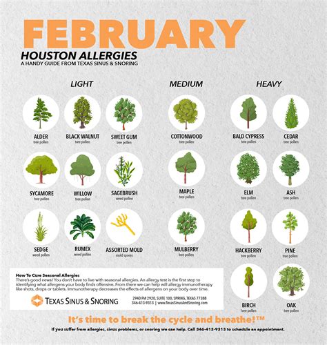 February Allergies Tips To Combat Them In Houston Texas Sinus And Snoring