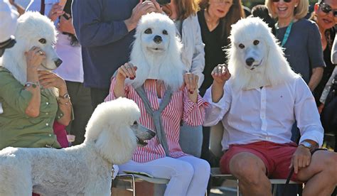 Perfectly Precious Poodles On Parade New American Nomads