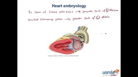 First Aid Usmle Step 1 Cardiovascular Embryology Fetal Circulation Youtube