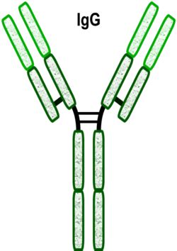 What is Immunoglobulin G (IgG)? - Essential Wellness Pharmacy