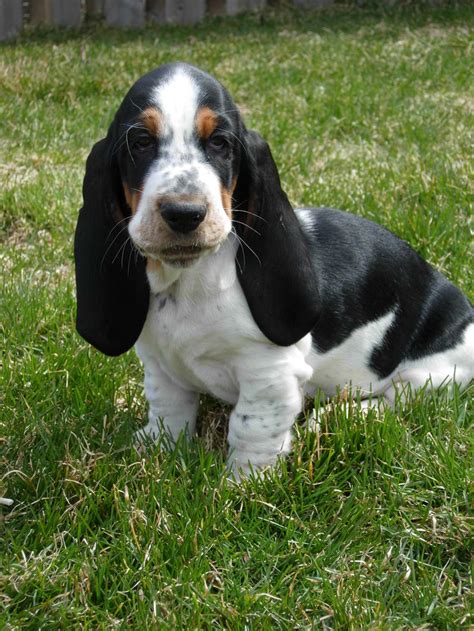 Our New Basset Puppy Charlie Basset Hounds Basset Hound Dog Forums