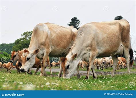 Jersey cows stock image. Image of agriculture, milk, bovine - 8196353