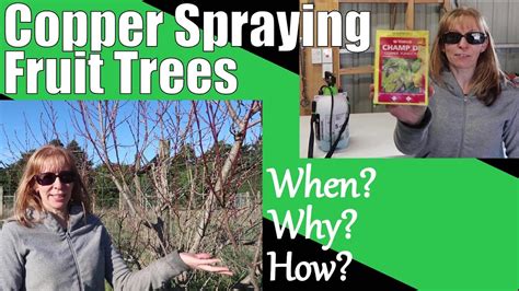 Copper Spraying Fruit Trees How To Copper Spray Fruit Trees Youtube