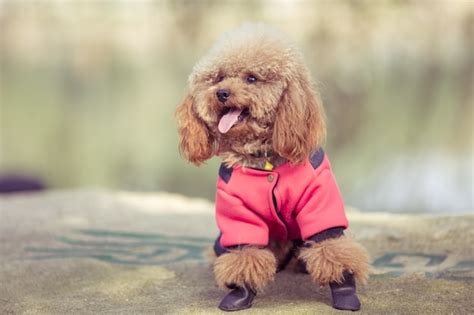 Roupinha Para Cachorro 2021 Como Escolher O Tamanho Ideal