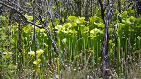 Hiking Apalachicola National Forest – Florida Hikes