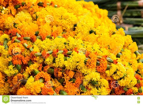 Marigolds Tagetes Erecta Mexican Marigold Stock Image Image Of Hinduism Botany 81159321