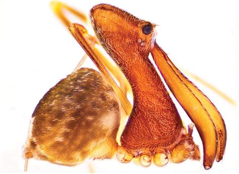 Pelican Spider Description Discovery Living Fossil Madagascar