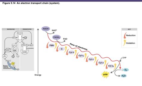 Microbio Exam 2 Practice Questions Flashcards Quizlet