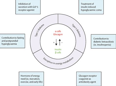 Glucagon From Past To Present A Century Of Intensive Research And