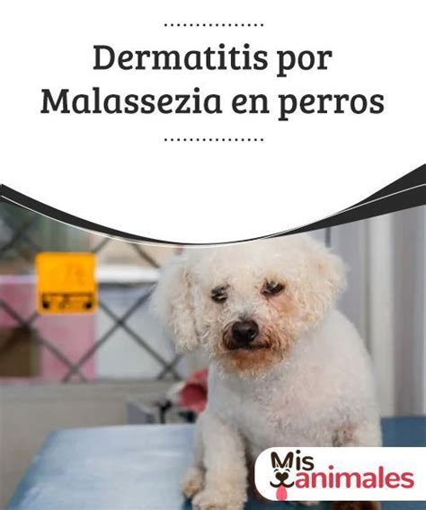 Dermatitis Por Malassezia En Perros Uno De Los Trastornos Más Comunes Provocados Por La