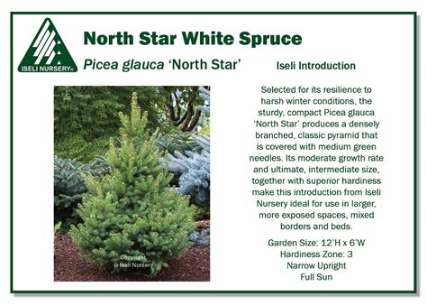 Picea glauca ‘North Star’ - Iseli Nursery