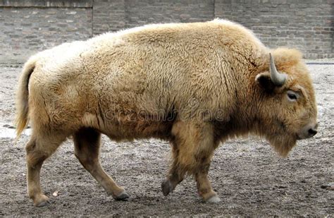 White American Bison (Bison Bison) Stock Image - Image of bovine ...