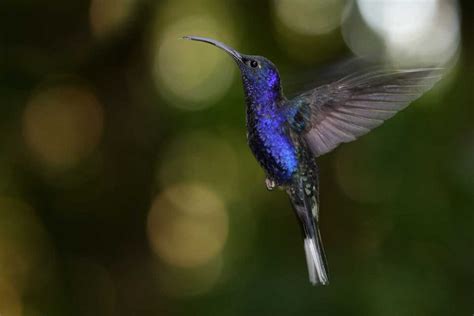 18 Things To Know Before Visiting Monteverde Cloud Forest