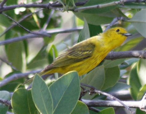 Yellow Warbler From Playa Ancon Cuba On June 24 2022 At 05 28 PM By