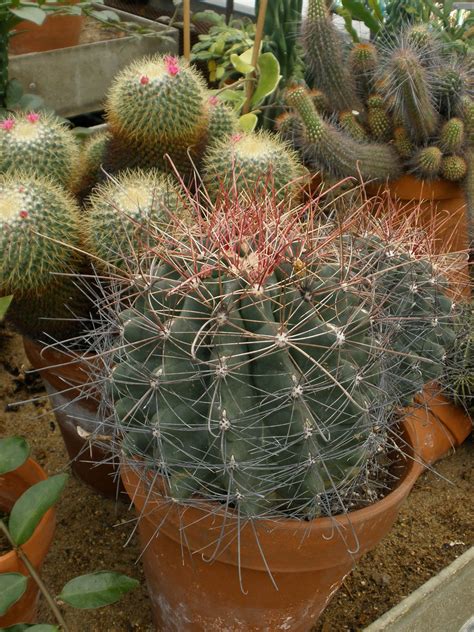 Ferocactus Hamatacanthus Cactaceae Image 17660 At PhytoImages Siu Edu