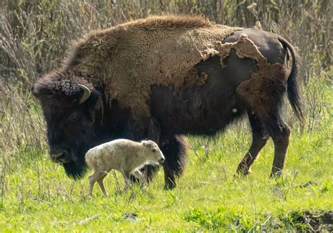 Extremely rare—and sacred—white buffalo calf born in Yellowstone