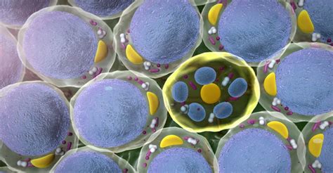 What Are Mesothelial Cells? - MesotheliomaHope.com