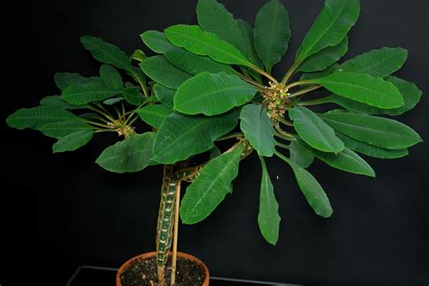 Spuckpalme Euphorbia Leuconeura Pflege