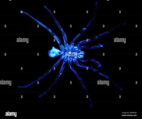 Pink-kneed tarantula. X-ray of a pink-kneed tarantula (family ...