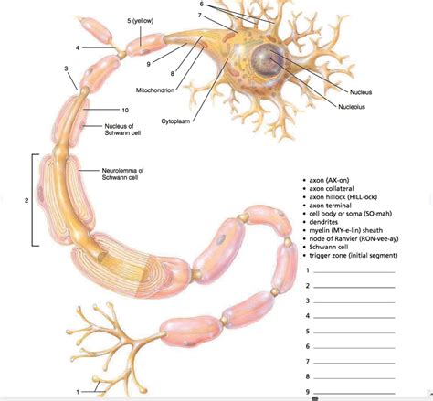 axon anatomy Diagram | Quizlet