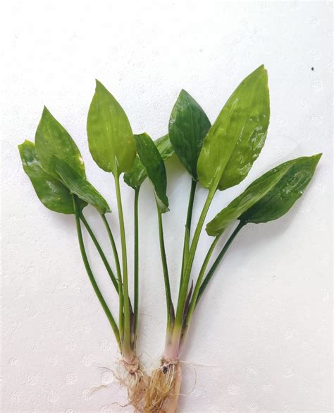 Cryptocoryne Alba For Sale In Online Aquatic Plants For Sale In India