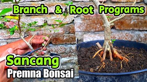 Mantap Hasil Pecah Batang Update Bulan Bahan Bonsai Sancang