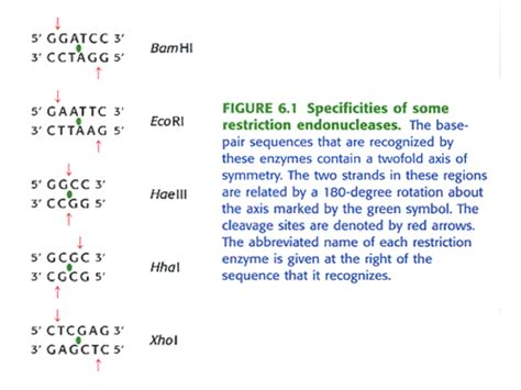 Recombinant Dna Technology Flashcards Quizlet