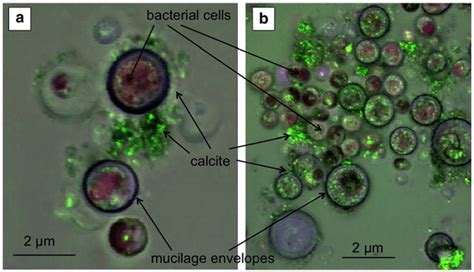 Photosynthesis during cyanobacteria mineralization.... | Download ...