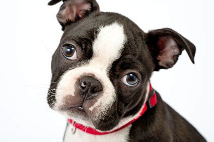 Boston Terrier Names: For Unique Male & Female Bostons