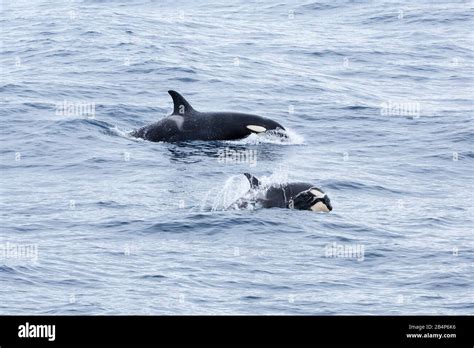 Orca Killer Whale Orcinus Orca Ecotype A Mother And Calf Near