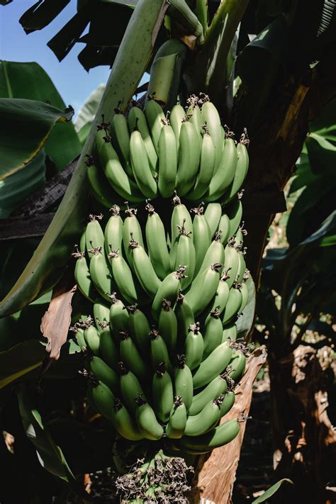 Banana Tree Photos, Download The BEST Free Banana Tree Stock Photos ...