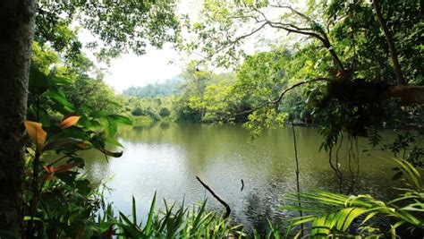 Flora do pantanal é fundamental para a manutenção da vida