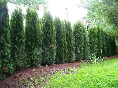 THUJA EMERALD GREEN ARBORVITAE SPACING - Wroc?awski Informator ...