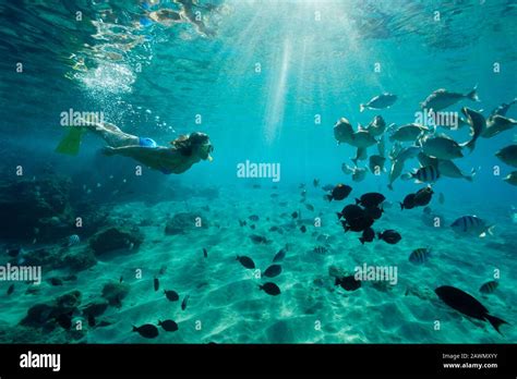 Snorkeling At Black Rock Ka Anapali Maui Hawaii Stock Photo Alamy