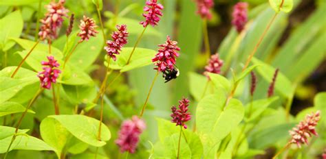 Bumble On Persicaria Scott Weber Flickr