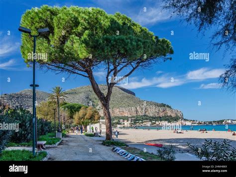 Beach Promenade With Pine Trees In The Seaside Resort Mondello District Of Palermo Sicily