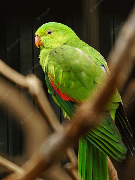 Premium Photo Red Winged Parrot