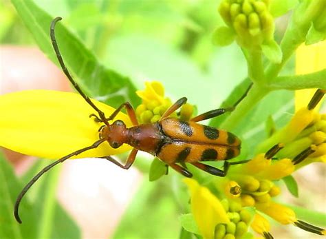 Six Spotted Flower Longhorn Beetle Strangalia Sexnotata Bugguide