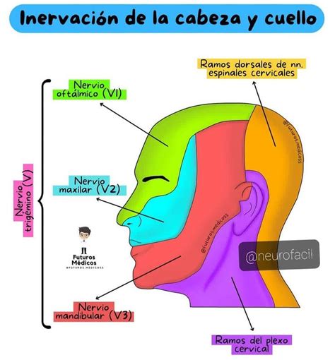 Neurofacil On Instagram Inervacion Sensitiva General De La Cara