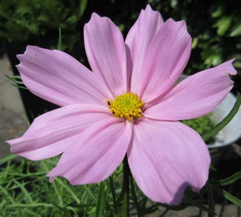 Solve Home Sown Cosmos Cosmea In The Front Garden Jigsaw Puzzle