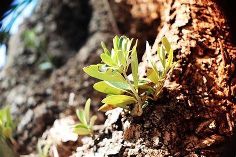 Tree Sprout Buds Free Photo On Pixabay Pixabay