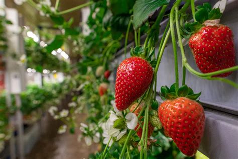 Faire pousser des plantes à lenvers au jardin découvrez cette