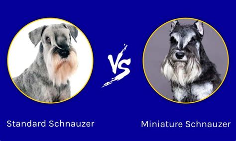 Standard Schnauzer Vs Miniature Schnauzer Vs Giant Schnauzer