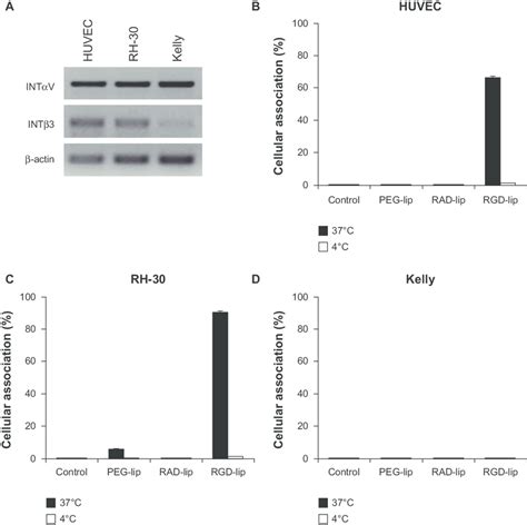 Integrin V And Expression And Integrin Receptor Targeting Using