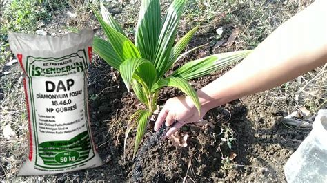 How To Put Fertilizer For Coconut Tree Grow Fast Coconut Factory Youtube